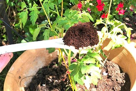 Plante de tomate avec du marc de café au pied