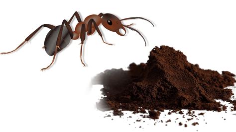 Fourmis marchant sur du marc de café