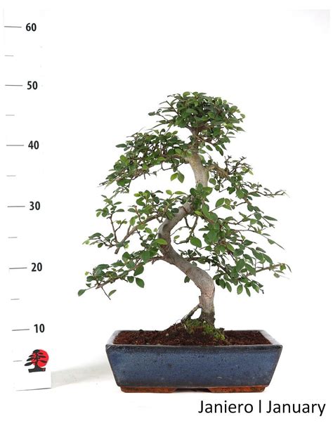 Un spécimen d'orme de Chine mature présentant une ramification fine et dense