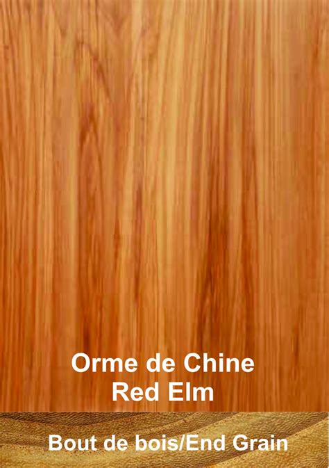 Détail d'un travail de bois mort (Jin) sur un orme de Chine