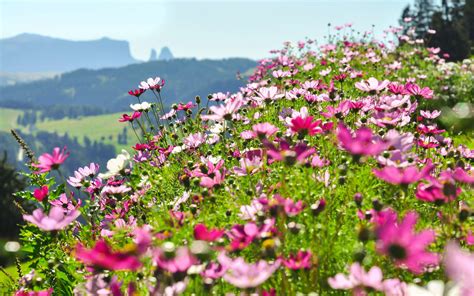 Champ de fleurs d'hibiscus en culture biologique sous le soleil