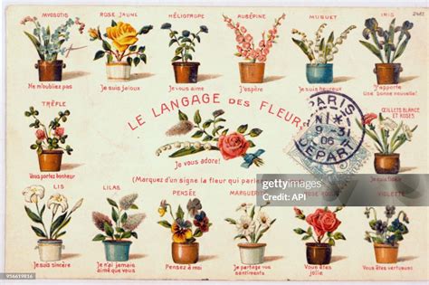 Détail d'une gravure ancienne illustrant le langage des fleurs