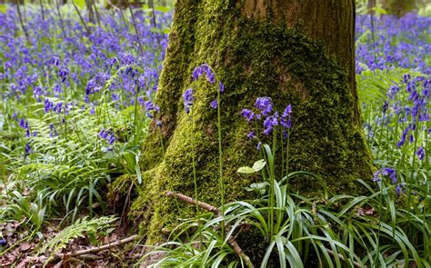jardin fleuri avec jacinthes espagnoles en sous-bois