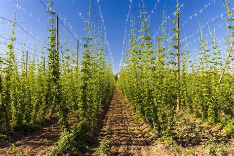 Champ de houblon avec des lianes grimpantes