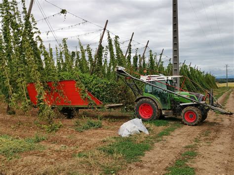 Machine de récolte de houblon en action