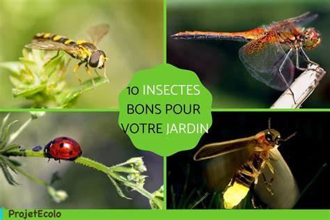 Insectes bénéfiques pour le jardin