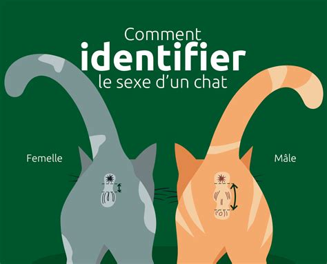 Deux souris femelles interagissant dans une cage