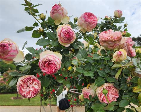 Illustration des fleurs du rosier Pierre de Ronsard, montrant les nuances de rose pâle à carmin