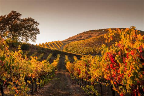 Photo d'ensemble d'une machine ECOSAT en opération dans un vignoble vallonné