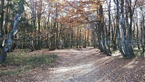 Sentier pédestre dans la forêt de Haye à proximité de l'Allée des Noisetiers