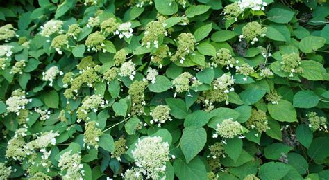 Préparation du sol pour un hortensia grimpant