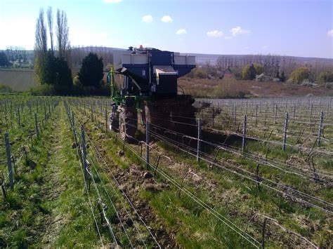 Vigne avec épandage de compost