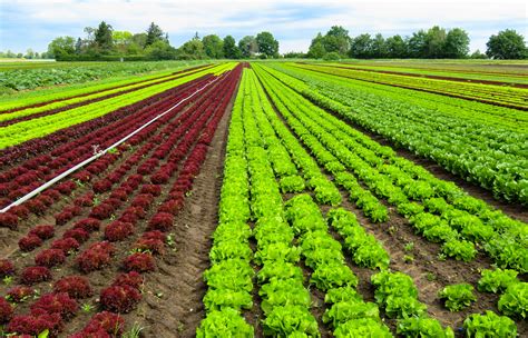 Photo de champs de légumes maraîchers près de Blois