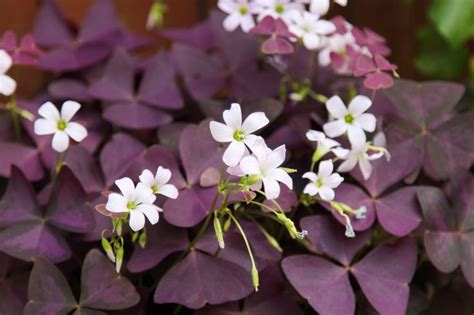 Illustration d'une variété d'Oxalis avec ses feuilles en forme de trèfle et ses fleurs étoilées