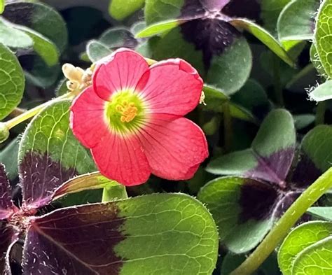 Gros plan sur les feuilles en forme de croix de l'Oxalis deppei 'Iron Cross'