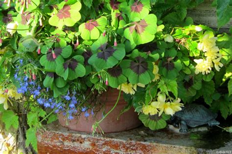 Exemple d'une composition florale avec des Oxalis en potée