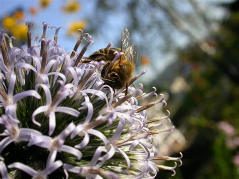 Macro d'une abeille collectant du nectar sur une fleur sauvage du Massif Central