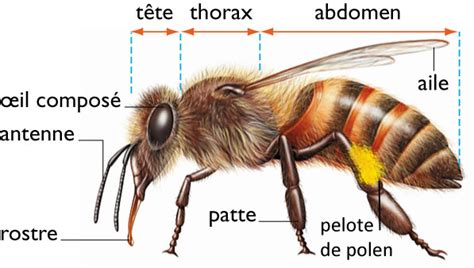 Schéma anatomique d'une abeille ouvrière mettant en évidence le jabot et les corbeilles à pollen