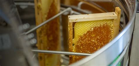 L'extraction du miel à froid par centrifugation dans une miellerie moderne