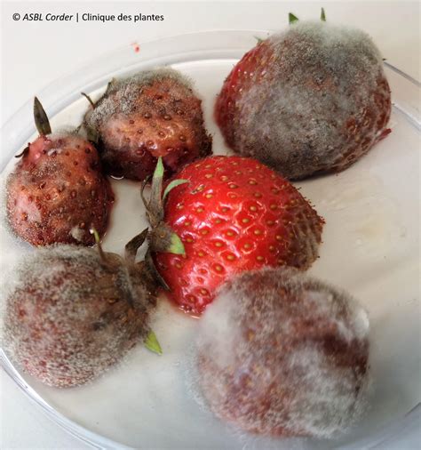 Champignon Botrytis cinerea sur une fraise