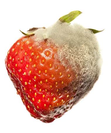 Détail de la moisissure grise sur un fruit de fraise