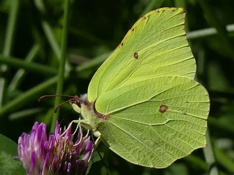 Photographie macro d'un papillon Gonepteryx rhamni (Citron) posé sur une feuille