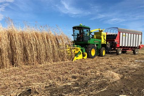 Miscanthus harvesting with a combine harvester