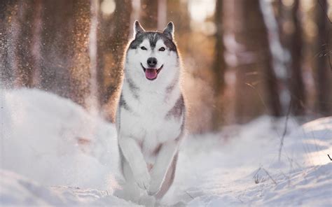 Husky dans la neige