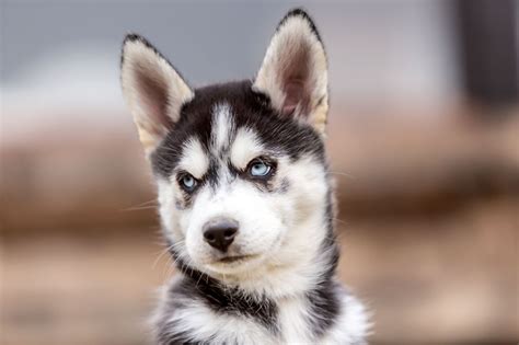 Husky obéissant