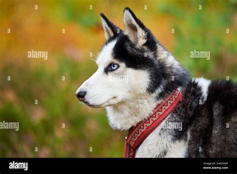 Pelage d'un Husky en gros plan