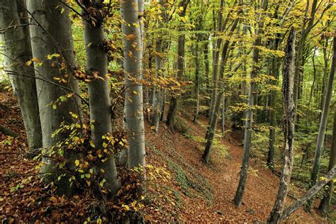Hêtre commun en forêt