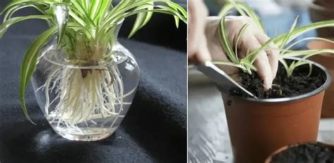 Bouture de plante araignée avec racines blanches se développant dans un vase en verre transparent