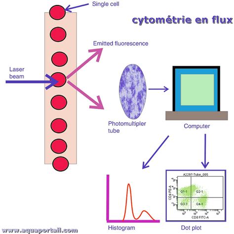 Schéma du principe de tri des spermatozoïdes par cytométrie de flux