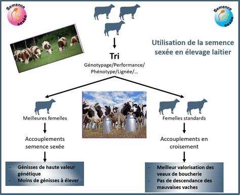 Stratégies d'élevage avec la semence sexée