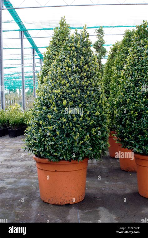 Buxus sempervirens en pot et en pleine terre