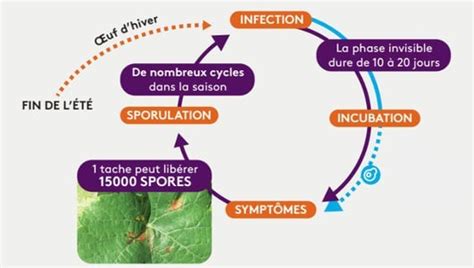 Schéma explicatif du cycle de vie du mildiou sur feuille de vigne