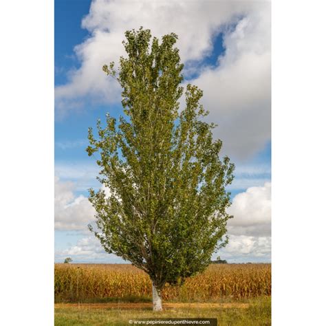 Illustration d'un Populus alba dans un paysage naturel