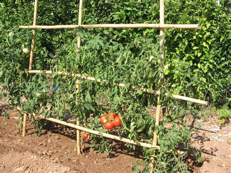 Schéma illustrant les différentes hauteurs de tuteurs métalliques pour des plants de tomates et fleurs