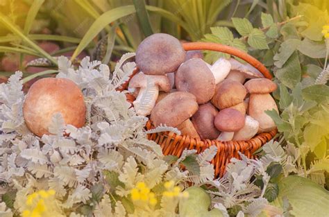 panier en osier rempli de champignons sauvages en forêt