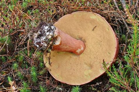 gros plan sur un cèpe des pins mont# Guide Complet de la Cueillette et de la Dégustation du Cèpe des Pins</p><p>La cueillette des cèpes est une tradition automnale passionnante qui attire de nombreux amateurs. Parmi les différentes espèces de cèpes, le cèpe des pins (Boletus pinophilus), également appelé cèpe acajou ou bolet des pins, se distingue par sa saveur douce, raffinée et sa chair ferme, très goûteuse. Ce guide vous accompagnera pour identifier, cueillir, et savourer ce champignon noble, tout en respectant l'environnement forestier.</p><p><tagimg>Cèpe des pins dans son habitat naturel