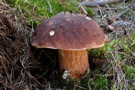 Schéma d'identification du cèpe des pins