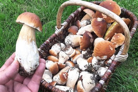 Assortiment de champignons de montagne