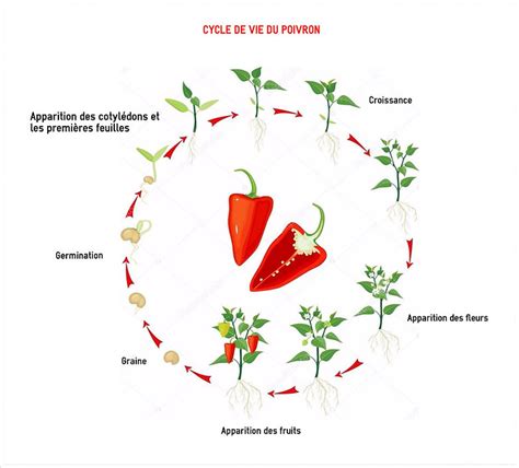 Plan de culture et cycle de vie du poivron dans un potager urbain