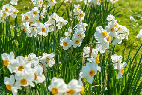 Champ de narcisses en fleurs au printemps