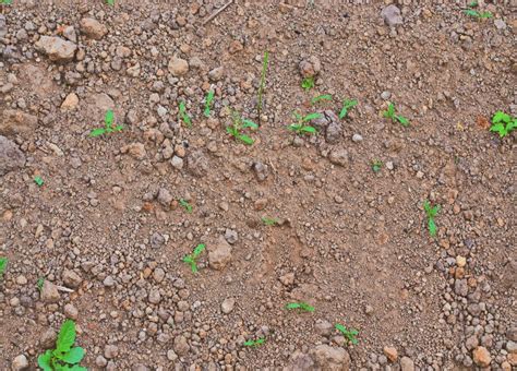 Illustration comparative : sol pauvre vs sol enrichi au compost