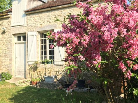 Weigelia en pleine floraison