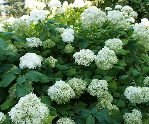 Gros plan sur une inflorescence d'Hortensia Annabelle