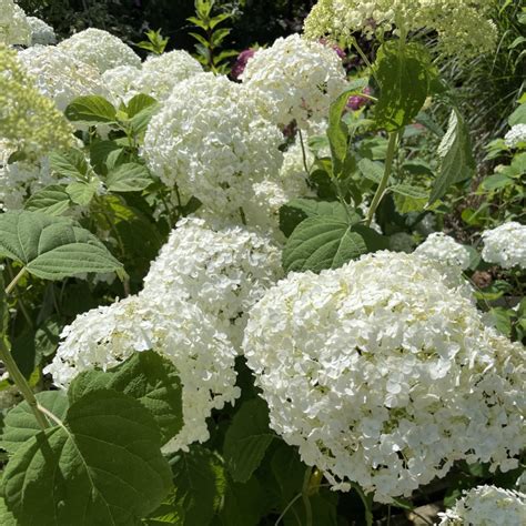 Feuillage vert foncé contrastant avec les fleurs blanches de l'Hortensia Annabelle