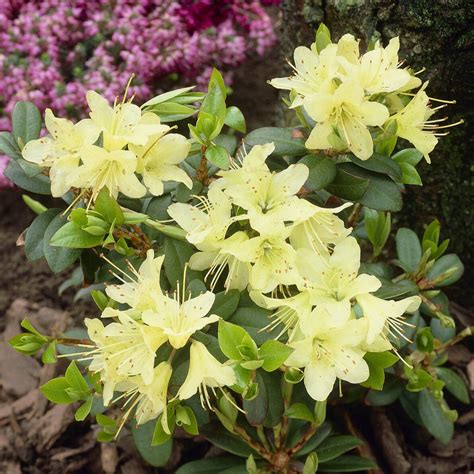 Un massif de Rhododendron 'Princess Anne' en pleine floraison printanière avec ses fleurs jaune clair