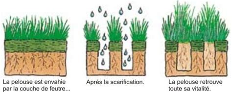 Schéma illustrant l'accumulation de feutre et de mousse étouffant les racines du gazon
